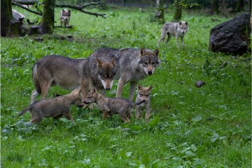 Lire la suite à propos de l’article En Savoie, deux tirs de loups : neuf loups tués ?