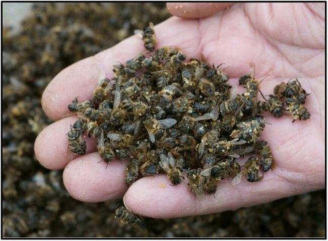 Lire la suite à propos de l’article NON au retour des néonicotinoïdes : sauvons les abeilles !