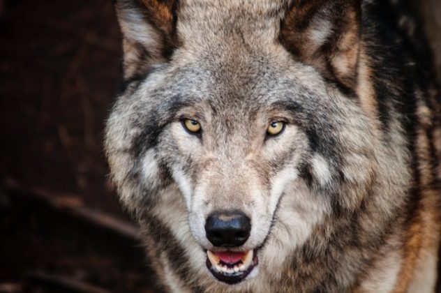 Lire la suite à propos de l’article Pétition : Non à la chasse au loup en Europe !