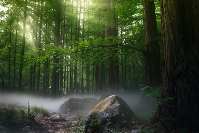 Lire la suite à propos de l’article Que peut faire ma commune, pour préserver des forêts résilientes face au changement climatique ?
