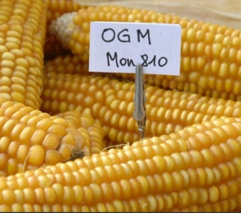 Lire la suite à propos de l’article Que cache la proposition de nouvelle législation OGM européenne ?