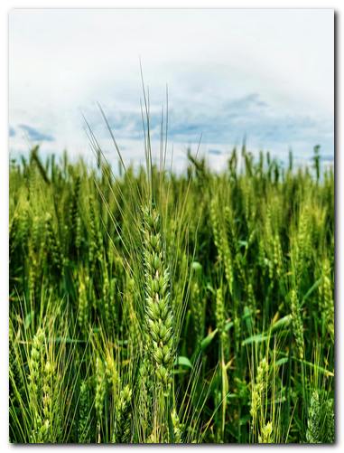 Lire la suite à propos de l’article Chambre d&rsquo;agriculture AURA – DELIBERATION n° 2025/47- Projet Lyon-Turin section française