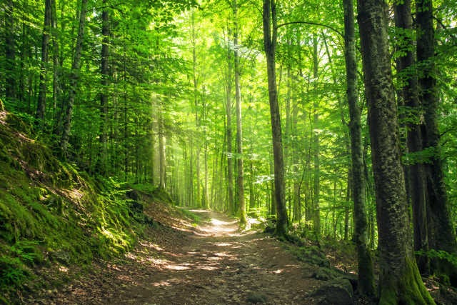 Lire la suite à propos de l’article DES OUTILS À LA PORTÉE DES ÉLU.ES POUR PRÉSERVER LES FORÊTS