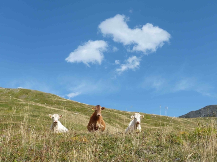 Autochtones-médusées