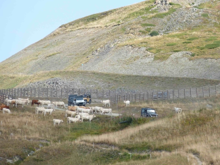 Véhicules-traversant-un-troupeau